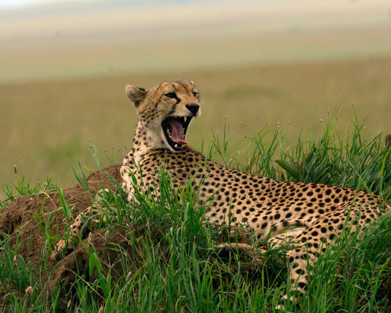 Fototapete "Gepard Afrika" 4,00x2,50 m / Glattvlies Perlmutt günstig online kaufen