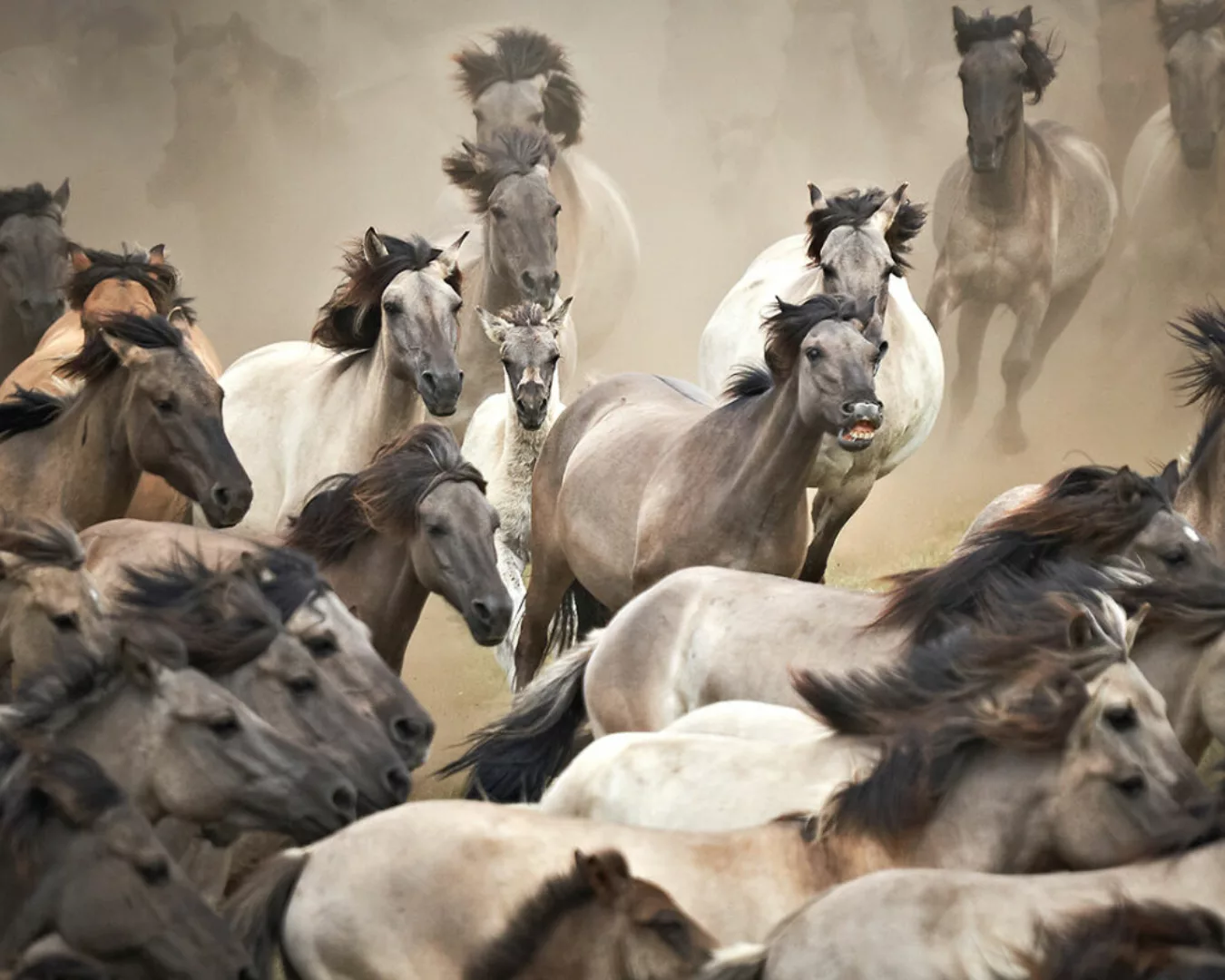 Fototapete "Wildpferde" 4,00x2,50 m / Glattvlies Brillant günstig online kaufen