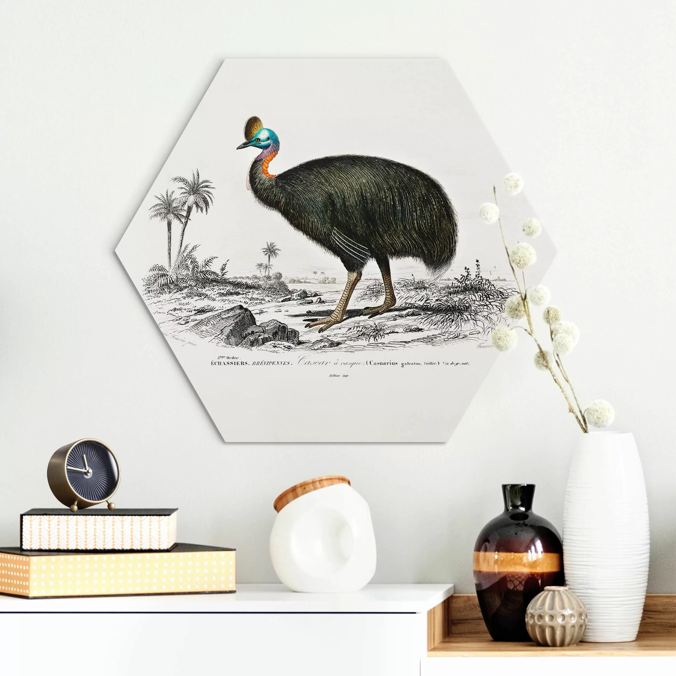 Hexagon-Alu-Dibond Bild Vintage Lehrtafel Emu günstig online kaufen
