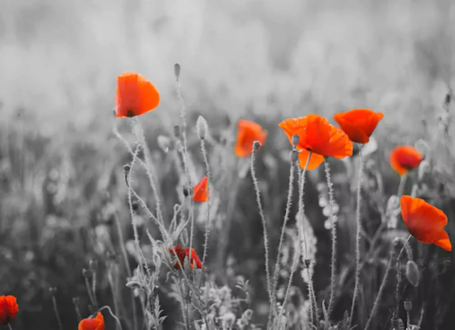 Papermoon Fototapete »Red Poppy Flowers« günstig online kaufen